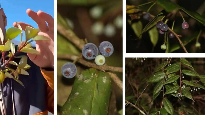 Lost Himalayan blueberry rediscovered in Arunachal Pradesh after 188 years: Rare Vaccinium piliferum found in dense forests