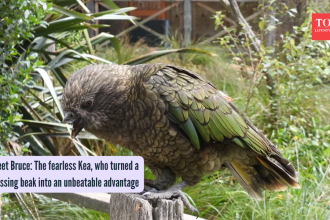 Meet Bruce: The fearless Kea, who turned a missing beak into an unbeatable advantage