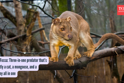 Meet Fossa: Three-in-one predator that’s secretly a cat, a mongoose, and a monkey all in one