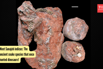 Meet Sanajeh indicus: The ancient snake species that once hunted dinosaurs!