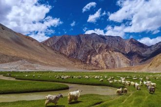 Meet the cutest ‘toll collectors’ in the Himalayas and why Zanskar deserves a spot on every traveller’s bucket list