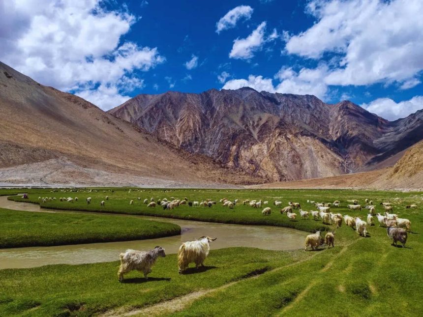 Meet the cutest ‘toll collectors’ in the Himalayas and why Zanskar deserves a spot on every traveller’s bucket list
