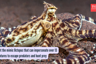 Meet the mimic Octopus that can impersonate over 13 creatures to escape predators and hunt prey