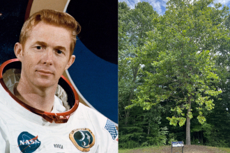 Meet the Moon Trees: Apollo 14 astronaut carried hundreds of tree seeds around the Moon in 1971 and now they are flourishing