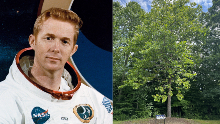 Meet the Moon Trees: Apollo 14 astronaut carried hundreds of tree seeds around the Moon in 1971 and now they are flourishing