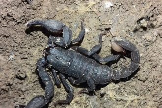 Metals Hidden In Scorpion Weapons: New study maps zinc-rich claws and stingers; evolution’s 300m-year design
