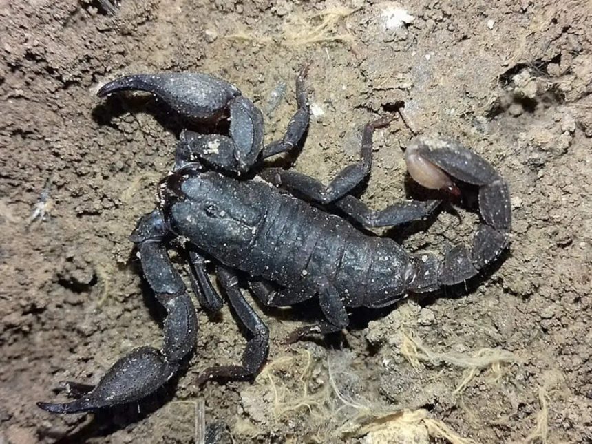 Metals Hidden In Scorpion Weapons: New study maps zinc-rich claws and stingers; evolution’s 300m-year design