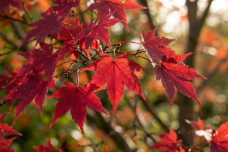 Most people skip these Japanese maple care steps in May and regret it all summer