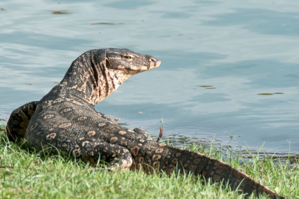 Nile monitor lizards: How to keep them away from your home and garden