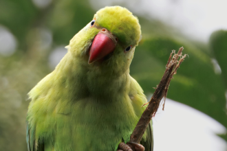 Parakeets flying near your home: Science reveals it’s a good sign of change in the local environment
