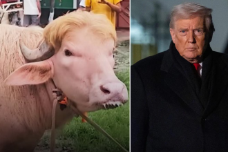 'Poor thing': Iran mocks Donald Trump as viral buffalo resembling him loses appetite