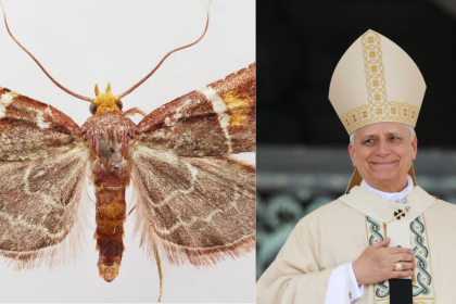Pyralis papaleonei: Why scientists named this newly discovered moth after Pope Leo XIV