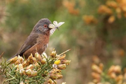 Rare Dartford Warbler makes remarkable comeback in Britain 60 years after near extinction