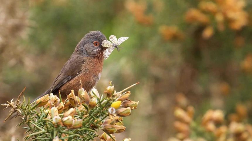 Rare Dartford Warbler makes remarkable comeback in Britain 60 years after near extinction