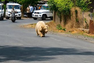 Rare white bear strays out of CG forests, sparks panic after villager attacked