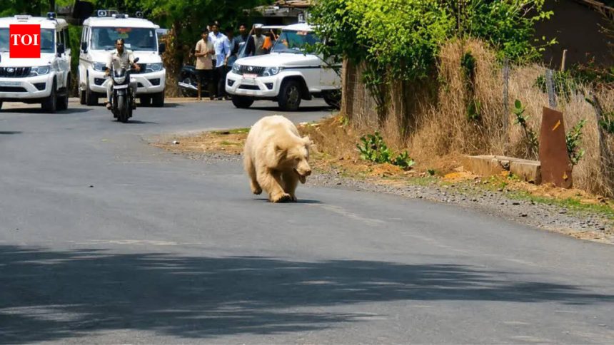 Rare white bear strays out of CG forests, sparks panic after villager attacked