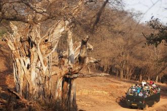 Recovery Landscapes: Rajasthan’s New Wild Identity