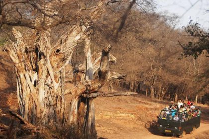 Recovery Landscapes: Rajasthan’s New Wild Identity