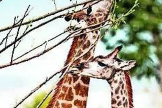 SC refuses fresh probe into Vantara animal transfers