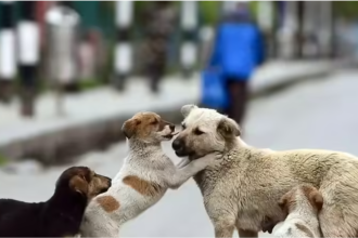 SC won't budge: Human life paramount, strays must go