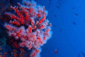 Scientists reveal over 1,100 newly recorded species from Coral Sea waters