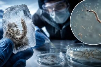 Scientists revive a 24,000-year-old ‘zombie worm’ from Siberian ice and it starts reproducing