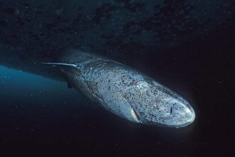Scientists say this 'sleepy' shark may be the oldest living vertebrate on Earth