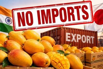 Setback for Indian mango exports! Why Japan has stopped imports of Kesar, Alphonso, Langra & other varieties from India