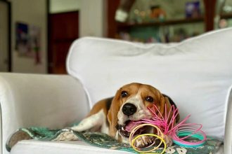 Spring Motion Inspires Toy: WWII shipyard mishap leads to Slinky; science explains “slinky effect”