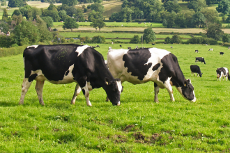 The cow compass: How cows secretly use Earth’s magnetic field while grazing