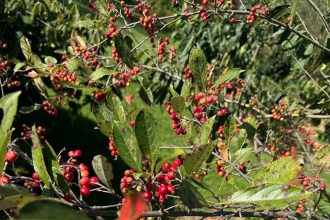 The front yard shrub trick that makes landscaping look good even after summer flowers fade