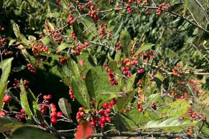 The front yard shrub trick that makes landscaping look good even after summer flowers fade