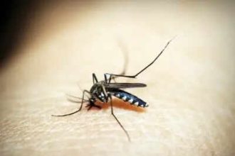 The malaria map: How a 74,000-year war with a tiny parasite forced humanity to rearrange the world
