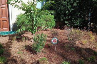 The 'one of everything' mistake that makes your pollinator garden look messy