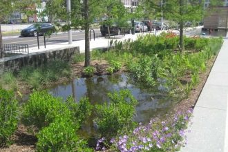 The secret to a rain garden that looks like a designer bed, not a swamp