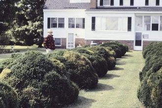These 5 evergreen shrubs make front entry beds look expensive all year