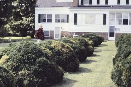 These 5 evergreen shrubs make front entry beds look expensive all year
