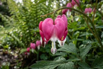 These garden perennials bloom from spring to frost and come back every year
