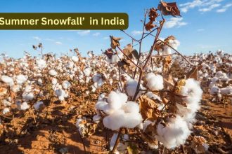This Indian state witnesses ‘Summer Snowfall’ without a single snowflake; here’s why travellers are obsessed