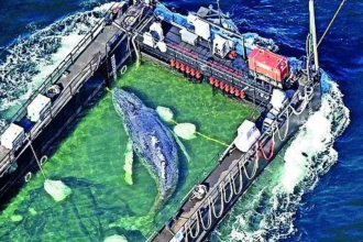 'Timmy' the stranded whale rescued, returned to North Sea