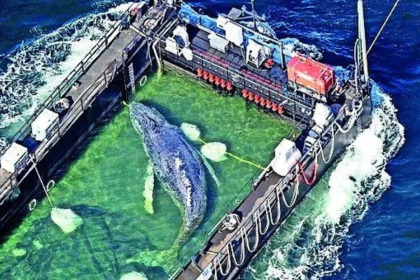 'Timmy' the stranded whale rescued, returned to North Sea