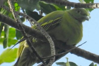 Timor Green Pigeon could vanish within years; scientists sound alarm over potential loss of ‘endangered’ species