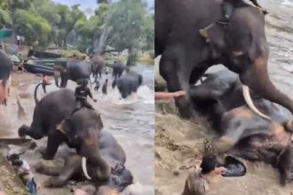 Tourist dies after elephants fight at Karnataka wildlife camp, tragedy caught on camera