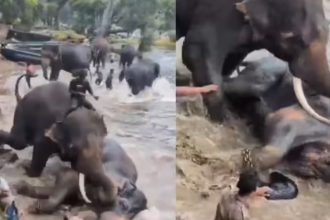 Tourist killed as elephant falls on her at Karnataka forest camp