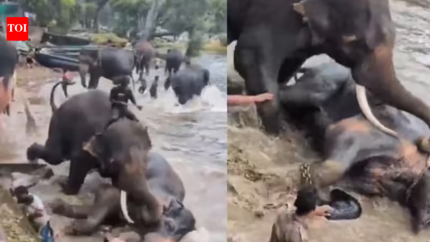 Tourist killed as elephant falls on her at Karnataka forest camp