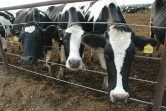 UK sees sharp rise in ‘battery cow’ farms as dairy industry faces rising pressure