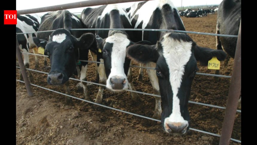 UK sees sharp rise in ‘battery cow’ farms as dairy industry faces rising pressure