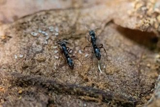 US warns as Asian needle ant reaches over 20 states; experts warn of sharp, painful attacks