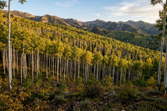 Utah's giant aspen colony is just one tree hiding in plain sight