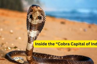 Visiting the “Cobra Capital of India”; what travellers need to know about the home of the world’s longest venomous snak